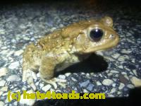 /home//u458753944/public_html/sourcegallery//Roxborough Toad Detour/2013-2019/2014/2014-04-07/P1140916.JPG